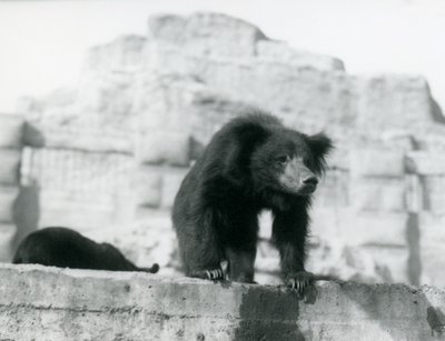 A Sloth Bear looks down from its enclosure in front of the Mappin Terraces, London Zoo, September 1914 by Frederick William Bond